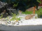 Jonge Ancistrus-algeneters te koop, Dieren en Toebehoren, Vis, Zoetwatervis