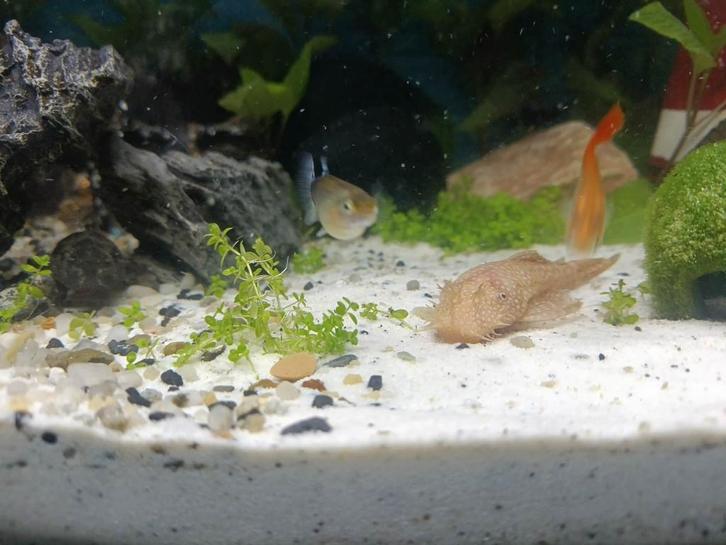 Jonge Ancistrus-algeneters te koop, Dieren en Toebehoren, Vissen | Aquariumvissen, Zoetwatervis, Vis