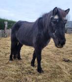 Superlieve therapie/ gezelschap/ wandelmaatje, Dieren en Toebehoren