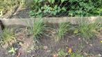 Lampenpoetsersgras (Pennisetum), Tuin en Terras, Planten | Tuinplanten, Ophalen, Volle zon, Vaste plant, Siergrassen