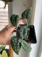 Scindapsus Dark Form Tricolor, Ophalen of Verzenden