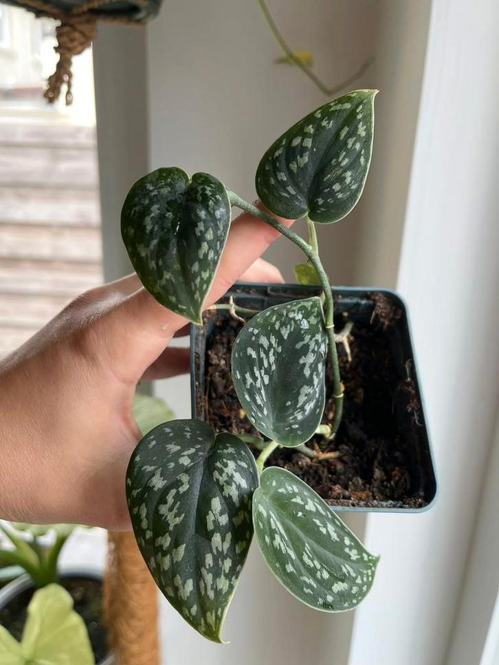 Scindapsus Dark Form Tricolor, Huis en Inrichting, Kamerplanten, Ophalen of Verzenden