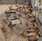 Khaki Campbell eenden, Meerdere dieren, Eend