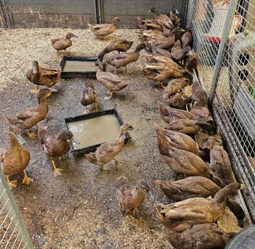 Khaki Campbell eenden, Plusieurs animaux, Canard