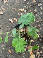 Tetrapanax papyrifer 'Rex', Tuin en Terras, Planten | Tuinplanten, Ophalen