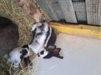 Konijn, Dieren en Toebehoren, Meerdere dieren, Middelgroot, 0 tot 2 jaar
