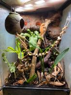 Wimpergekko 2j + bio-terrarium met automatische warmte & UV, Hagedis, Met terrarium, 0 tot 2 jaar
