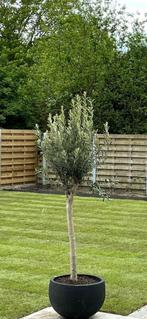 2 olijfbomen incl pot, Tuin en Terras, Ophalen