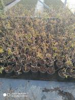 krentenboompje Amelanchier, Halfschaduw, Overige soorten, Lente, Minder dan 100 cm