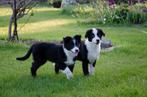 Zwart-witte border collie pups geboren op boerderij, Dieren en Toebehoren, België, Particulier, Reu, CDV (hondenziekte)