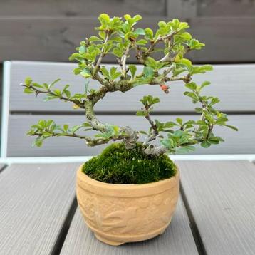 Chaenomeles bonsai - Shohin Japanse kweepeer beschikbaar voor biedingen
