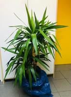 prachtige plant (binnen), Tuin en Terras, Ophalen of Verzenden, In pot, 100 tot 250 cm