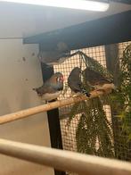 zebravinken wildkleur/charcoal, Dieren en Toebehoren, Vogels | Overige Vogels, Meerdere dieren, Tropenvogel, Geringd