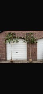 Prunus lusitanica, Lei Portugese laurier, AANPLANT SERVICE!, Tuin en Terras, Ophalen of Verzenden