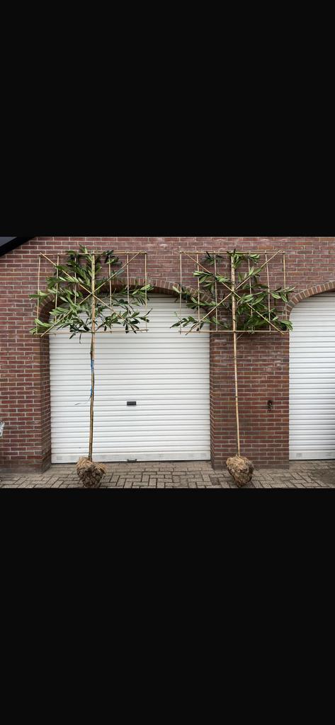 Prunus lusitanica, Lei Portugese laurier, AANPLANT SERVICE!, Tuin en Terras, Planten | Bomen, Ophalen of Verzenden