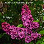 LILAS ea ANDENKEN AN LUDWIG SPATH, BORDEAUX FLEURS DOUBLES, Jardin & Terrasse, Plantes | Jardin, Printemps, Autres espèces, Enlèvement ou Envoi