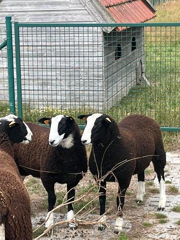 Zwartbles rammen, Mâle, Mouton, 0 à 2 ans