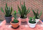 Set van 5 levende groene planten, 2025, Ophalen, Vetplant, Halfschaduw, In pot