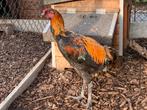 Haan + 2 hennen luikse vechter, Dieren en Toebehoren, Pluimvee