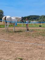 Merrie met stamboom, Dieren en Toebehoren, Merrie, 11 jaar of ouder, Recreatiepony, D pony (1.37m tot 1.48m)