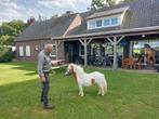 Prachtig mini Tinkertje, Dieren en Toebehoren, Hengst, A pony (tot 1.17m), Gechipt, 0 tot 2 jaar