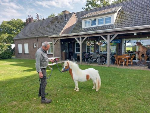 Prachtig mini Tinkertje, Dieren en Toebehoren, Pony's, Hengst, A pony (tot 1.17m), 0 tot 2 jaar, Gechipt, Ontwormd