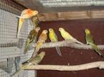 roodruggen, Meerdere dieren, Parkiet, Geringd