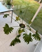 Kamerplant groot rond, Enlèvement