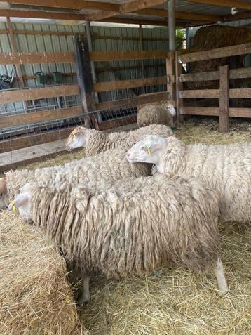 Schapen rammen, Mannelijk, Schaap, 0 tot 2 jaar