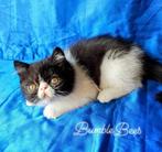 Exotic kitten zoekt een forever home, 0 tot 2 jaar, Kater, Gechipt