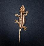 Gargoyle gecko nakweek september 2023, Animaux & Accessoires, Reptiles & Amphibiens, Lézard, 0 à 2 ans