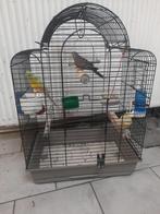 2 Parkieten te koop, Meerdere dieren, Parkiet