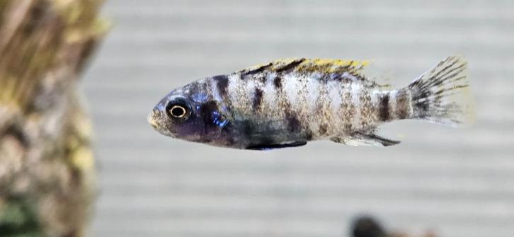 Labeotropheus trewavasae ob malawi cichliden hobbykweek, Dieren en Toebehoren, Vissen | Aquariumvissen, Zoetwatervis, Vis