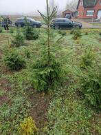 Mooie kerstbomen te koop, Jardin & Terrasse, Plantes | Arbres, Enlèvement