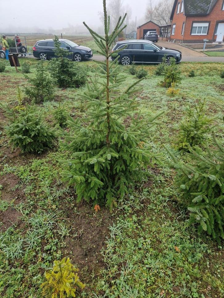 Mooie kerstbomen te koop, Jardin & Terrasse, Plantes | Arbres, Enlèvement