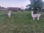 2 gecastreerde  alpaca's