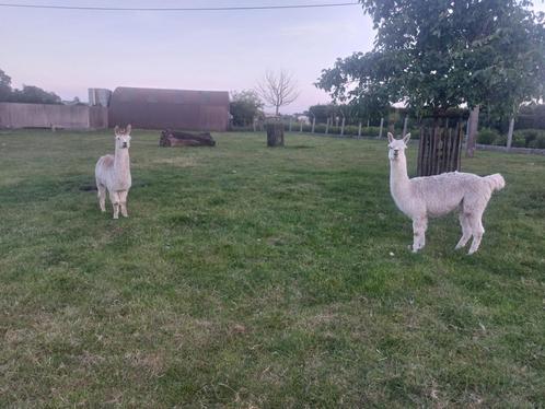 2 gecastreerde  alpaca's, Dieren en Toebehoren, Schapen, Geiten en Varkens
