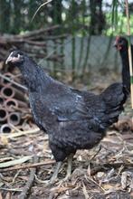 Prachtige Jersey Giants hanen, Dieren en Toebehoren, Pluimvee, Meerdere dieren, Kip