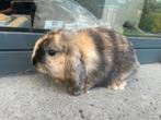 Minilop konijntje, Dieren en Toebehoren, Konijnen
