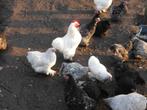 broedeieren raskippen, Dieren en Toebehoren, Pluimvee