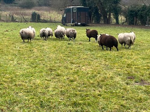 Weide gezocht, Dieren en Toebehoren, Stalling en Weidegang