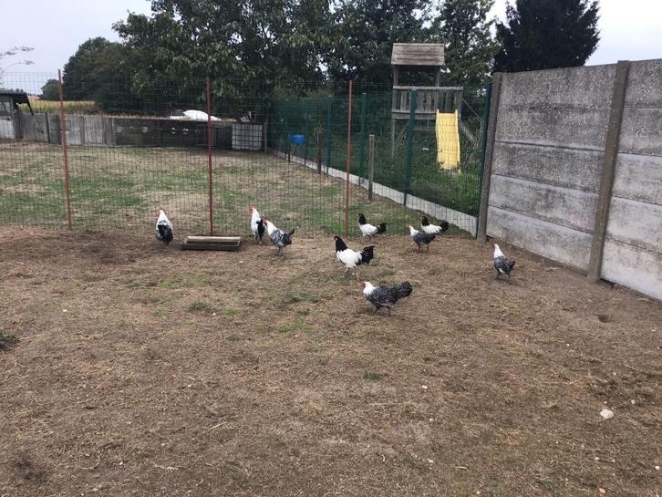 Zilverbrakel en lakenvelder hanen, Dieren en Toebehoren, Pluimvee, Kip, Mannelijk