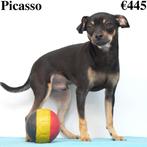 « Picasso », Pincher, cherche un foyer chaleureux, Parvovirose, Un chien, Belgique, Commerçant