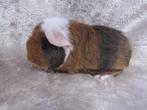 Supermooie US teddy baby, Dieren en Toebehoren, Knaagdieren, Juli, Cavia, Tam
