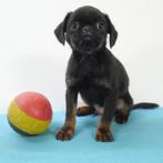 Petit Brabançon - Berlgische pup te koop, Dieren en Toebehoren, Honden | Chihuahua's en Gezelschapshonden, België, CDV (hondenziekte)