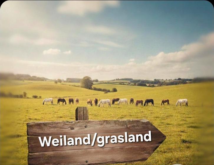 Gezocht: Landbouwgrond of weiland, Dieren en Toebehoren, Stalling en Weidegang, Weidegang, 2 of 3 paarden of pony's