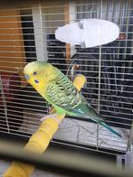 Jonge grasparkiet, Mannelijk, Tropenvogel, Geringd