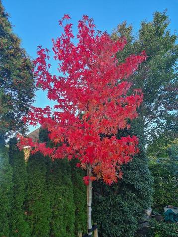 Amberboom - Liquidambar Worplesdon ca. 300 cm beschikbaar voor biedingen