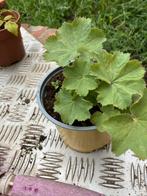 Plant Vrouwemantel, Ophalen, Bodembedekkers, Vaste plant, Halfschaduw