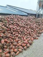 voederbieten, Enlèvement